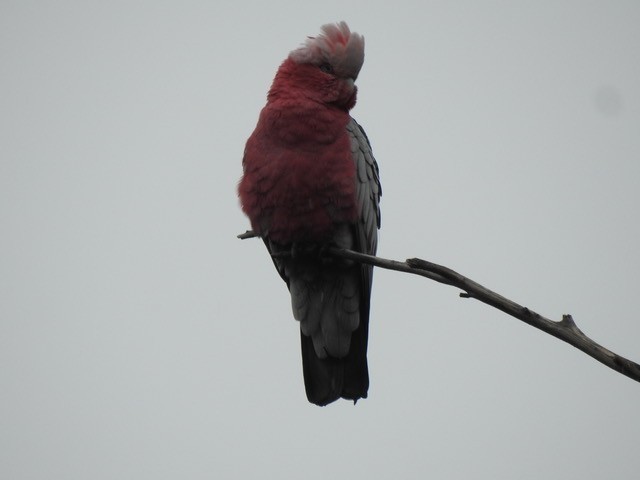 Cacatúa Galah - ML622831854