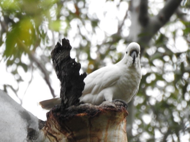 Cacatúa Galerita - ML622831858