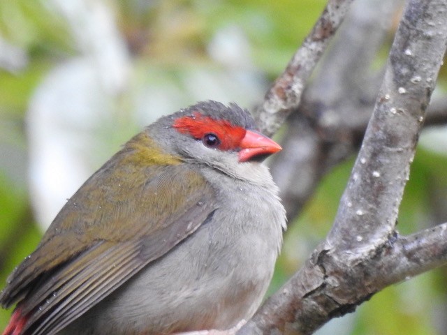 Red-browed Firetail - ML622831868