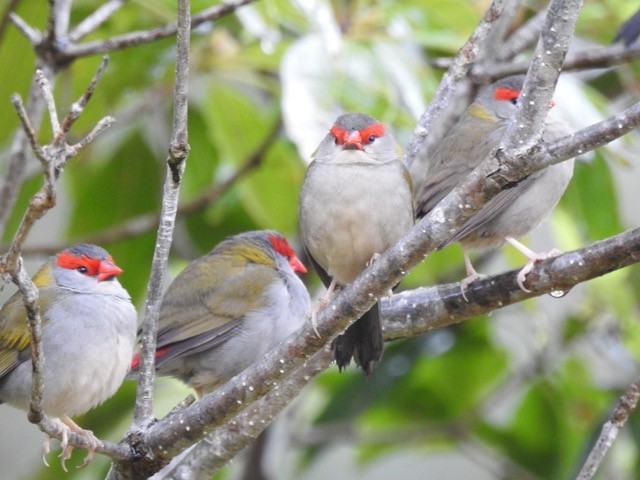 Red-browed Firetail - ML622831869