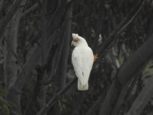 Cacatúa Picofina - ML622831876