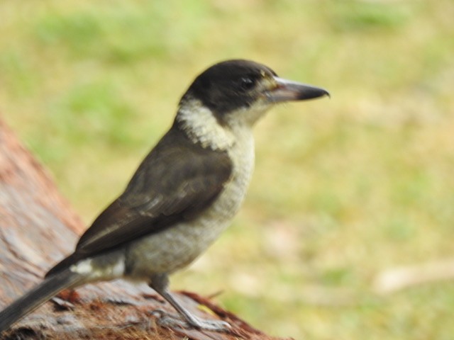 Gray Butcherbird - ML622831880