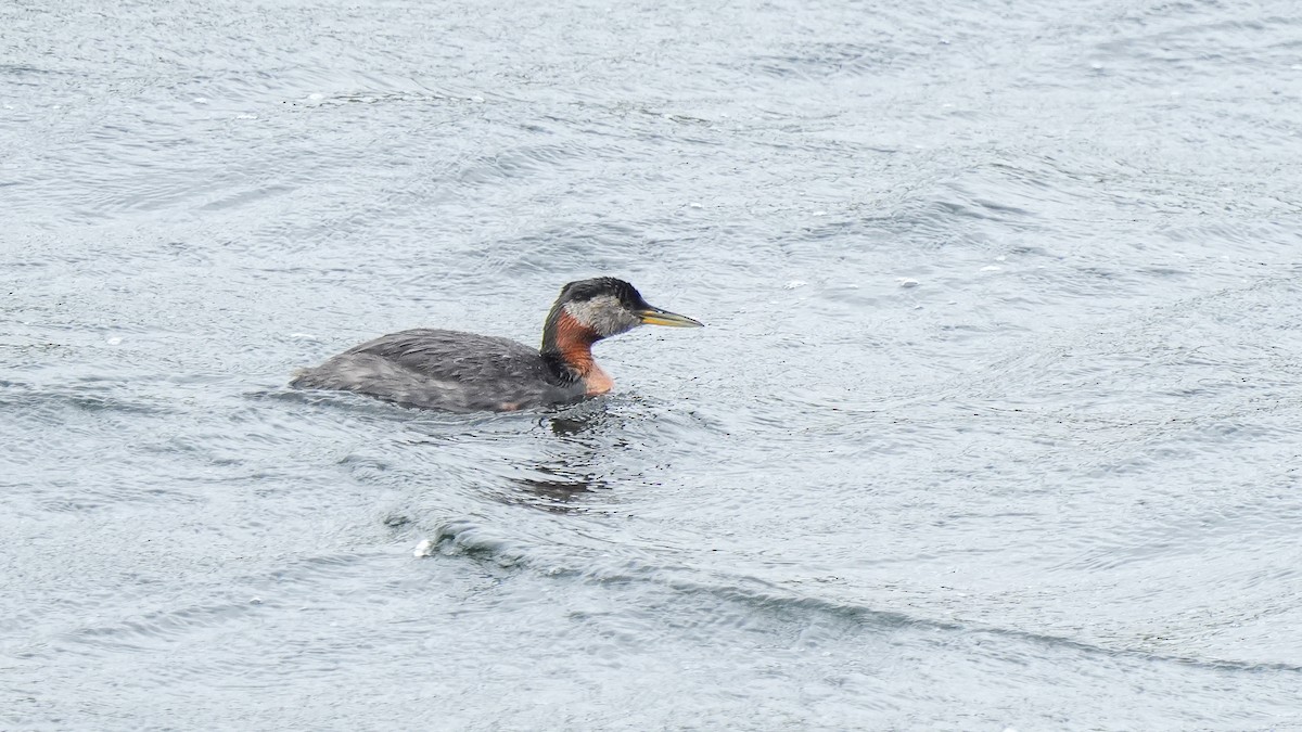 Red-necked Grebe - ML622831902