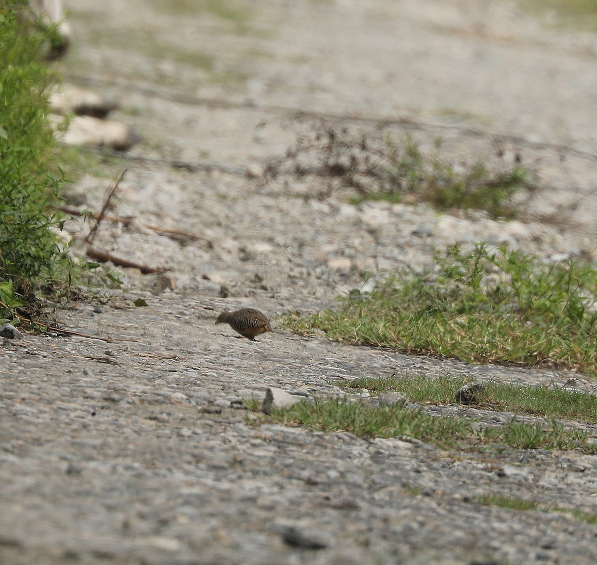 Barred Buttonquail - ML622831913