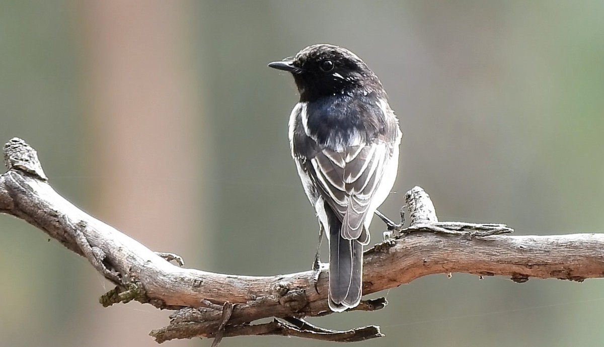 Hooded Robin - Thalia and Darren Broughton