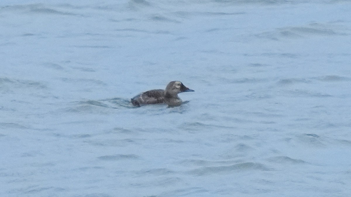 Spectacled Eider - ML622831925