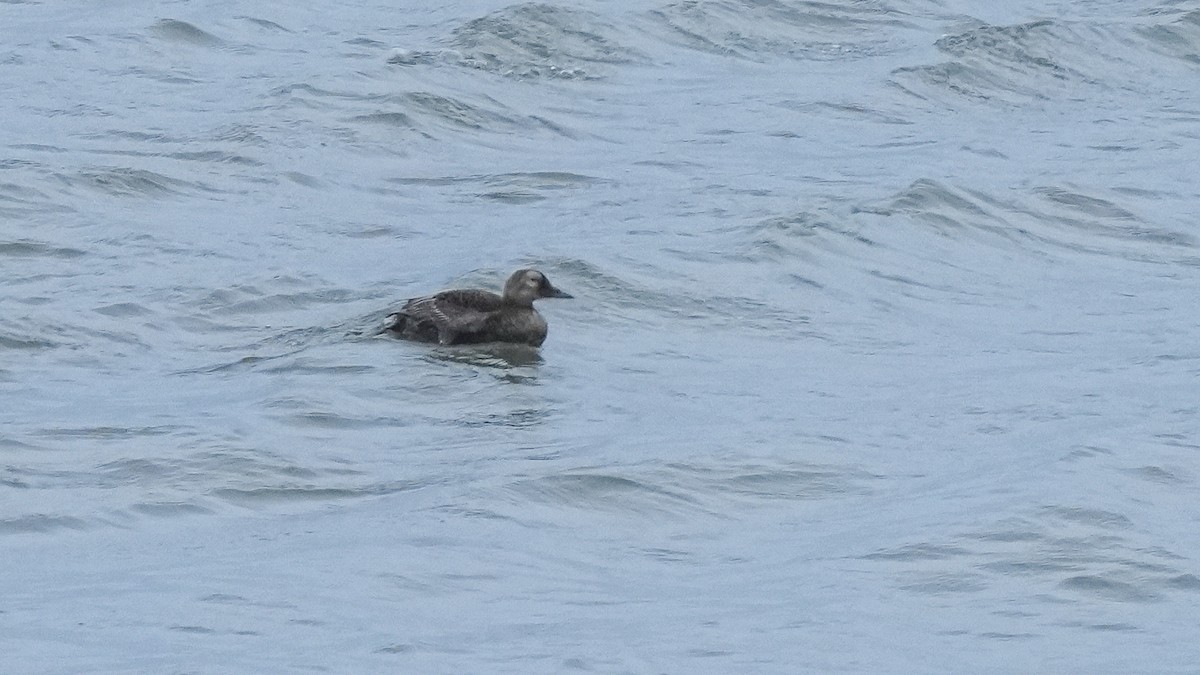 Spectacled Eider - ML622831926