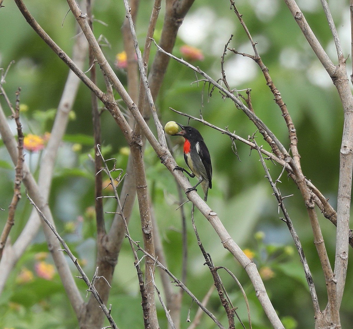 Gray-sided Flowerpecker - ML622831942