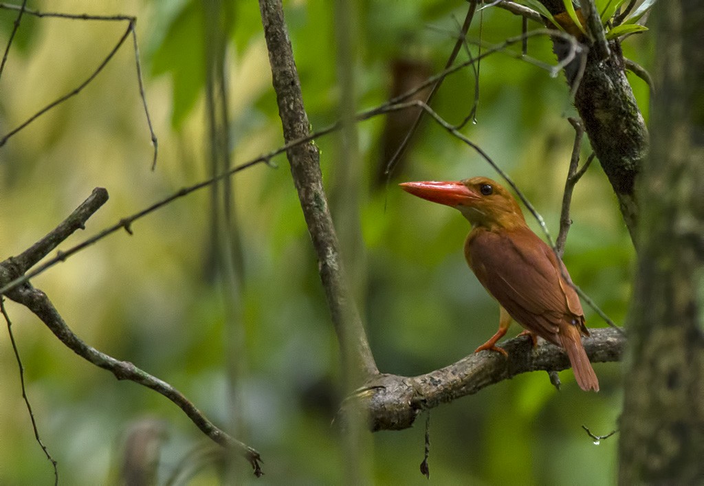 Ruddy Kingfisher - Ranadeep Sengupta