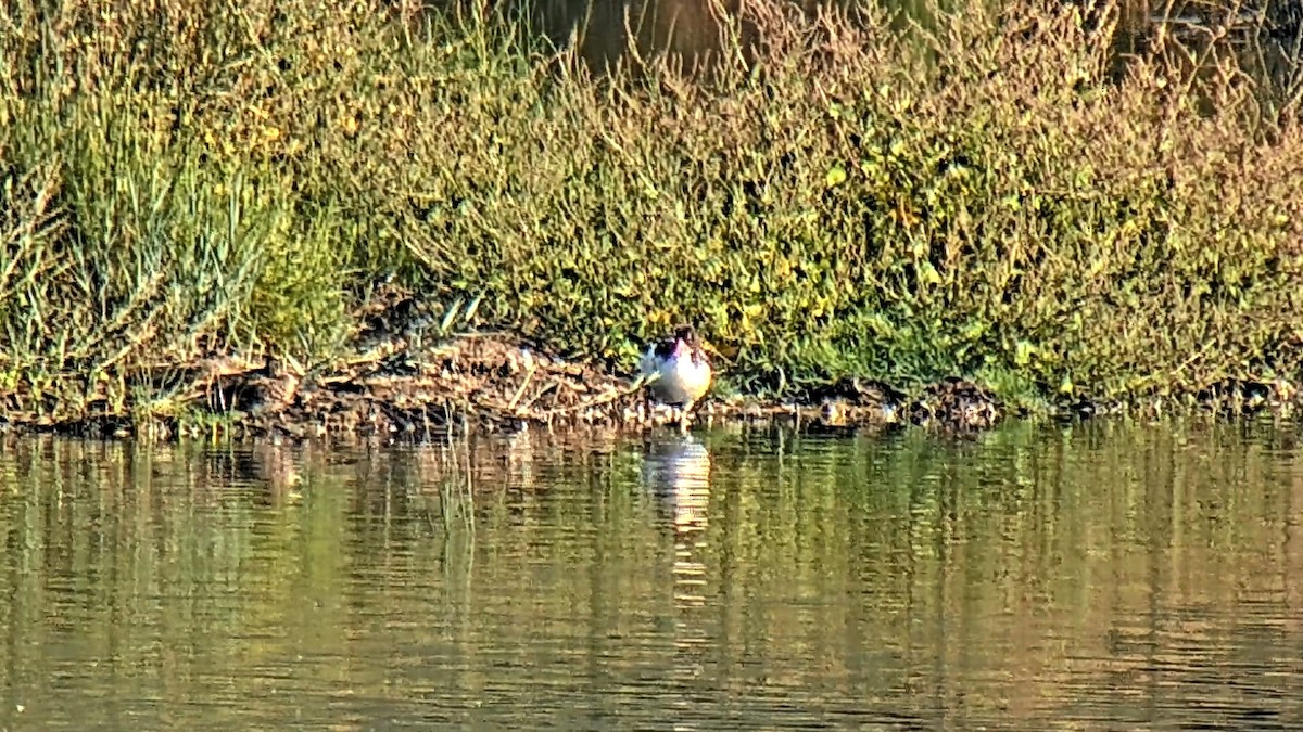 husice liščí - ML622831952