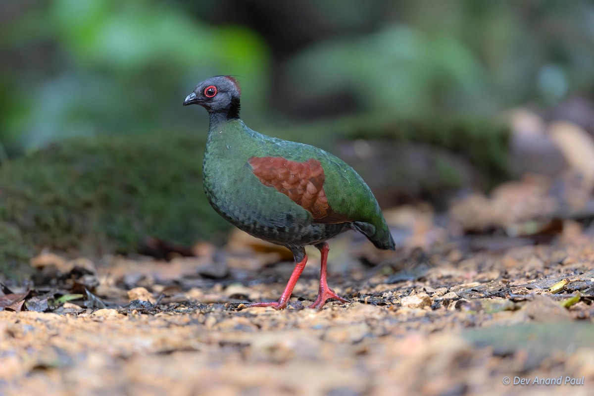 Crested Partridge - ML622831953