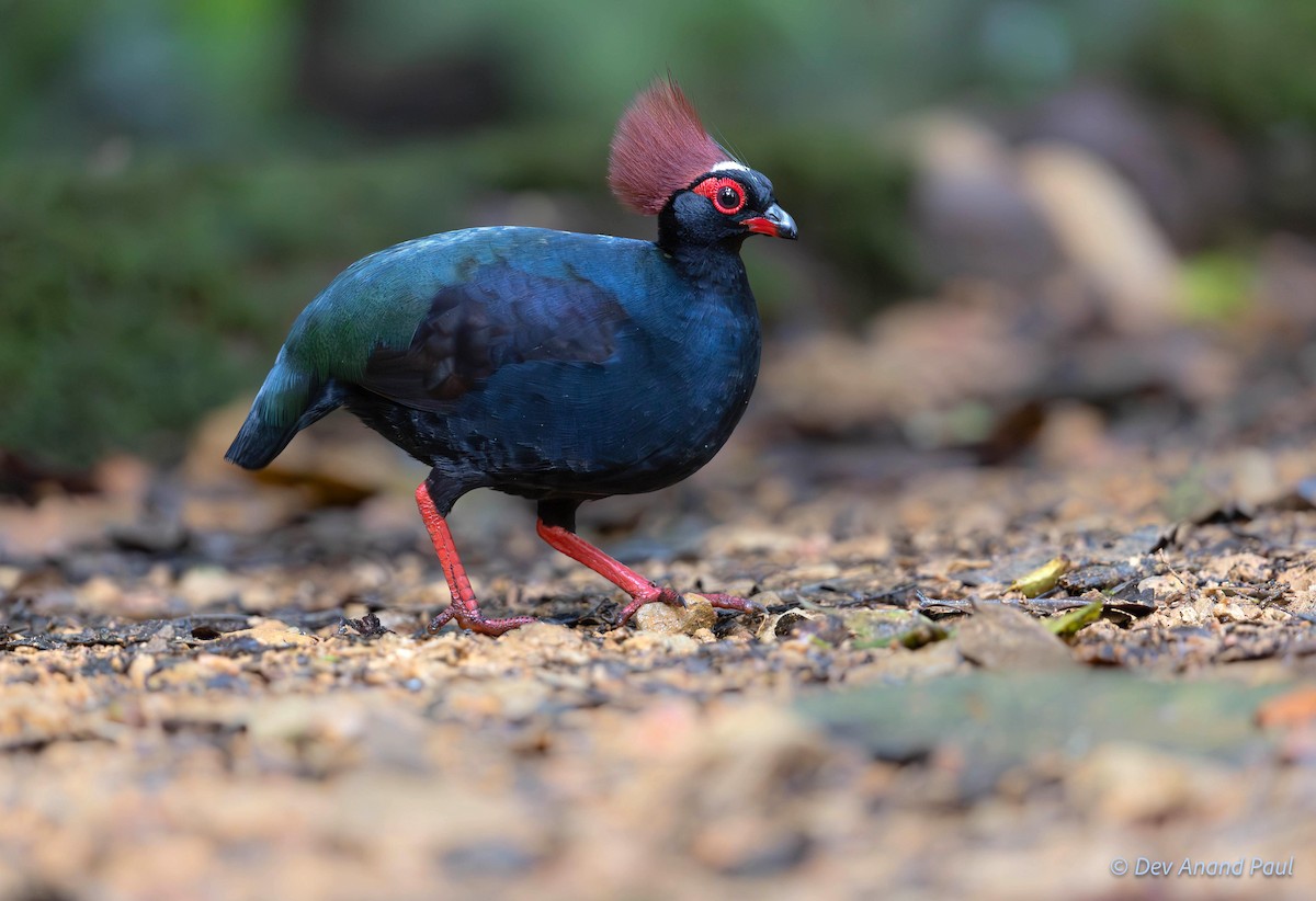 Crested Partridge - ML622831954