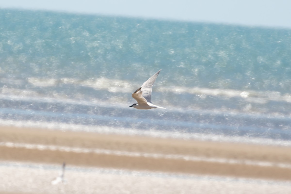 Australian Tern - Anonymous