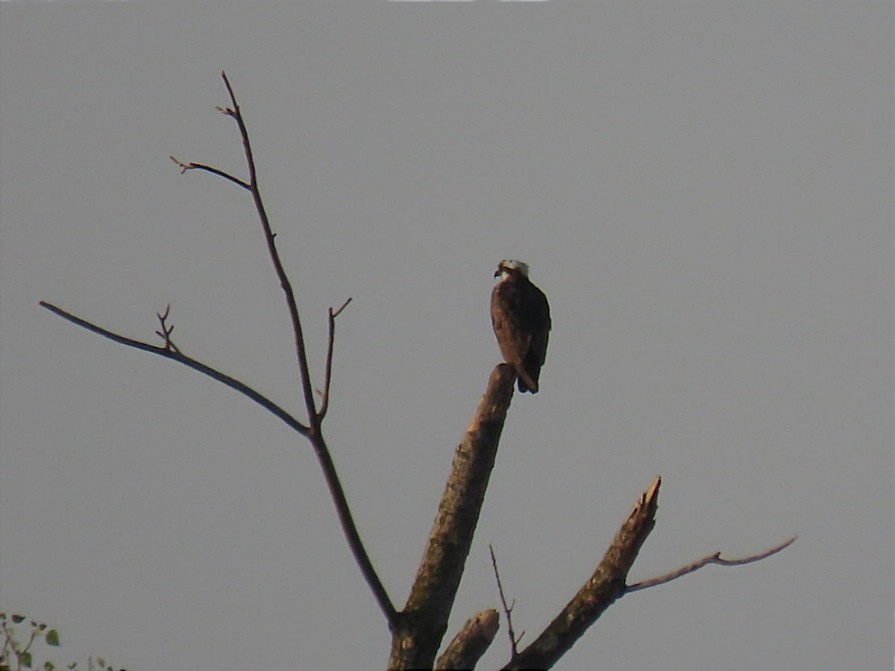 Osprey - Manolo García