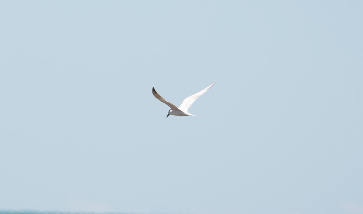 Australian Tern - Anonymous