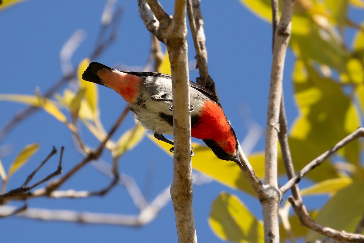 Mistletoebird - Anonymous