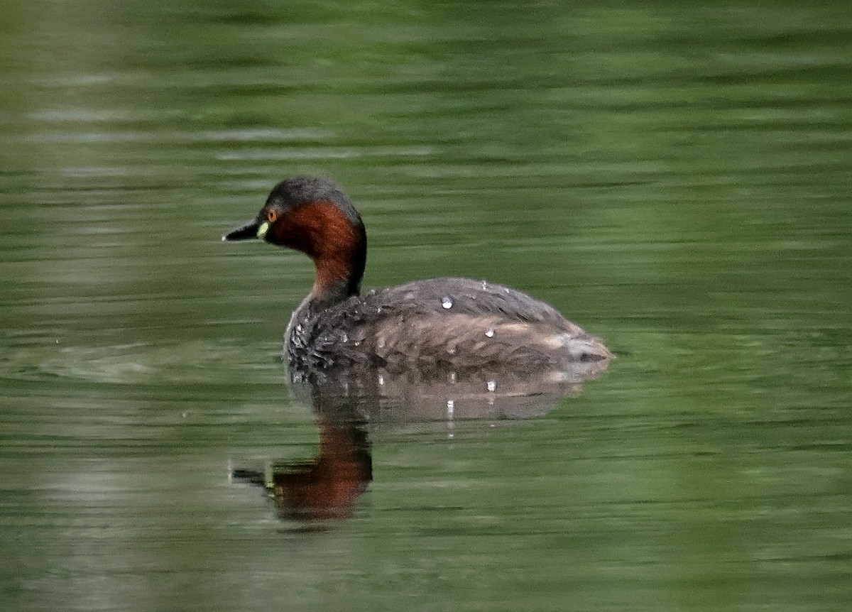 Little Grebe - ML622831995