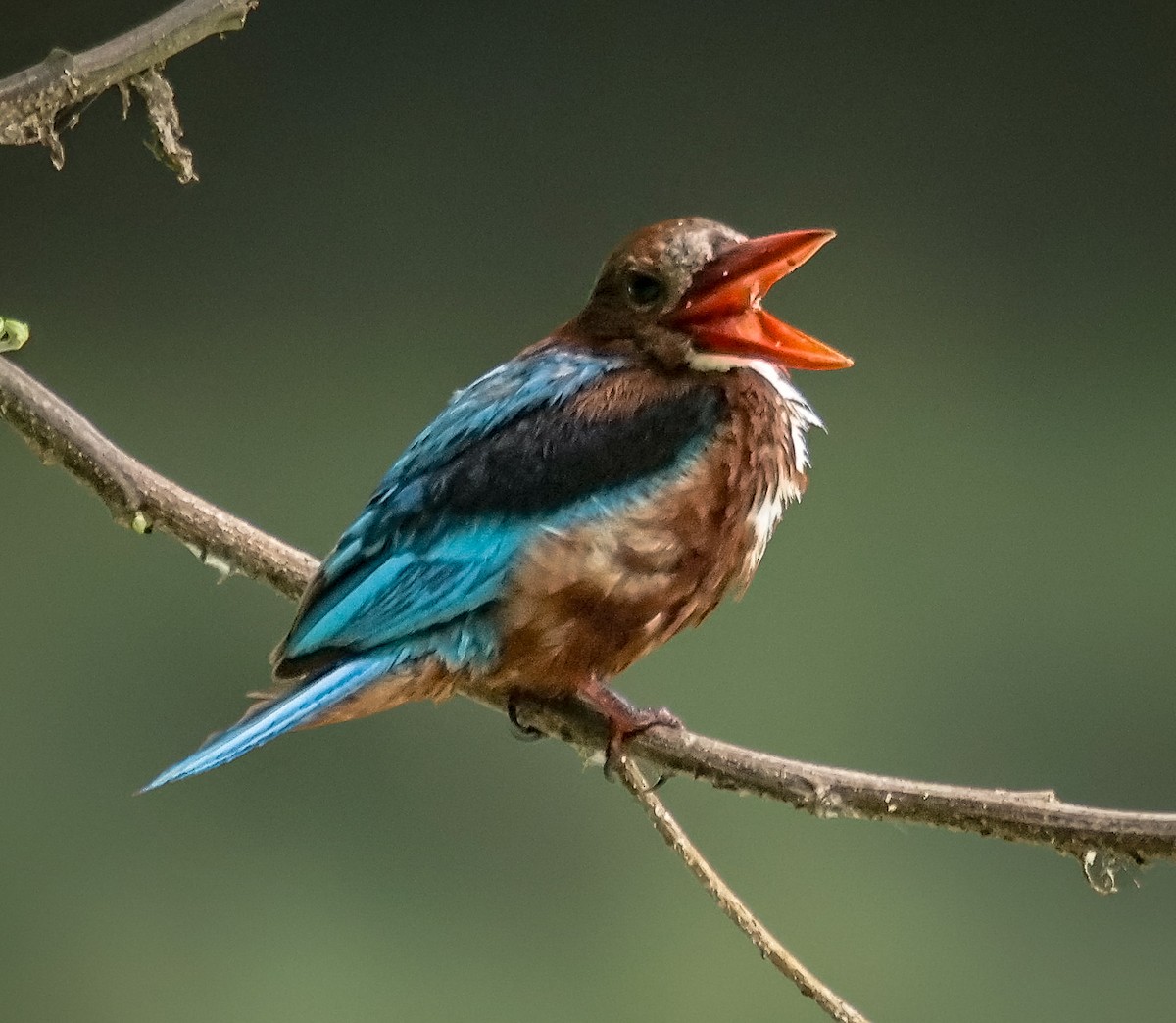 White-throated Kingfisher - ML622831998