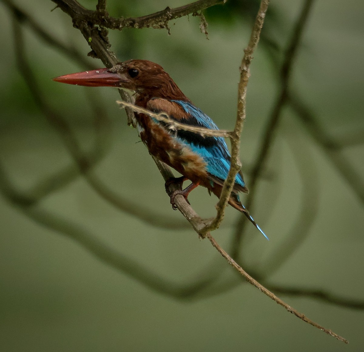 White-throated Kingfisher - ML622831999