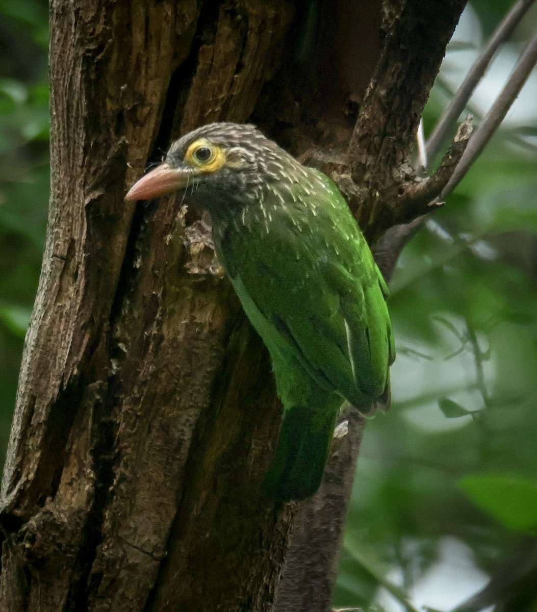 Brown-headed Barbet - ML622832000