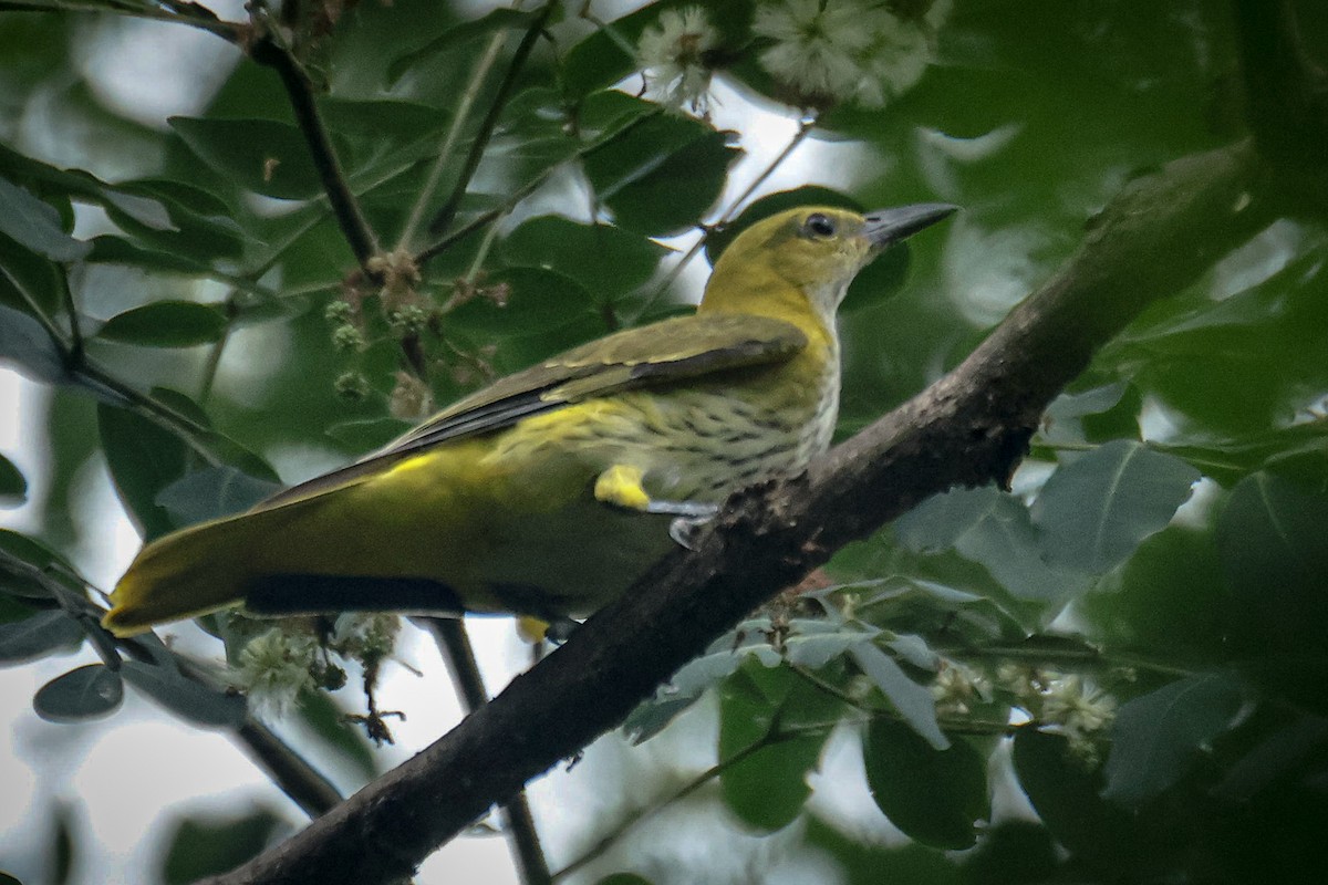 Indian Golden Oriole - ML622832002