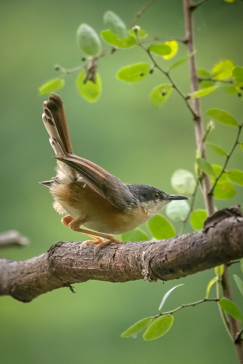 Ashy Prinia - ML622832003