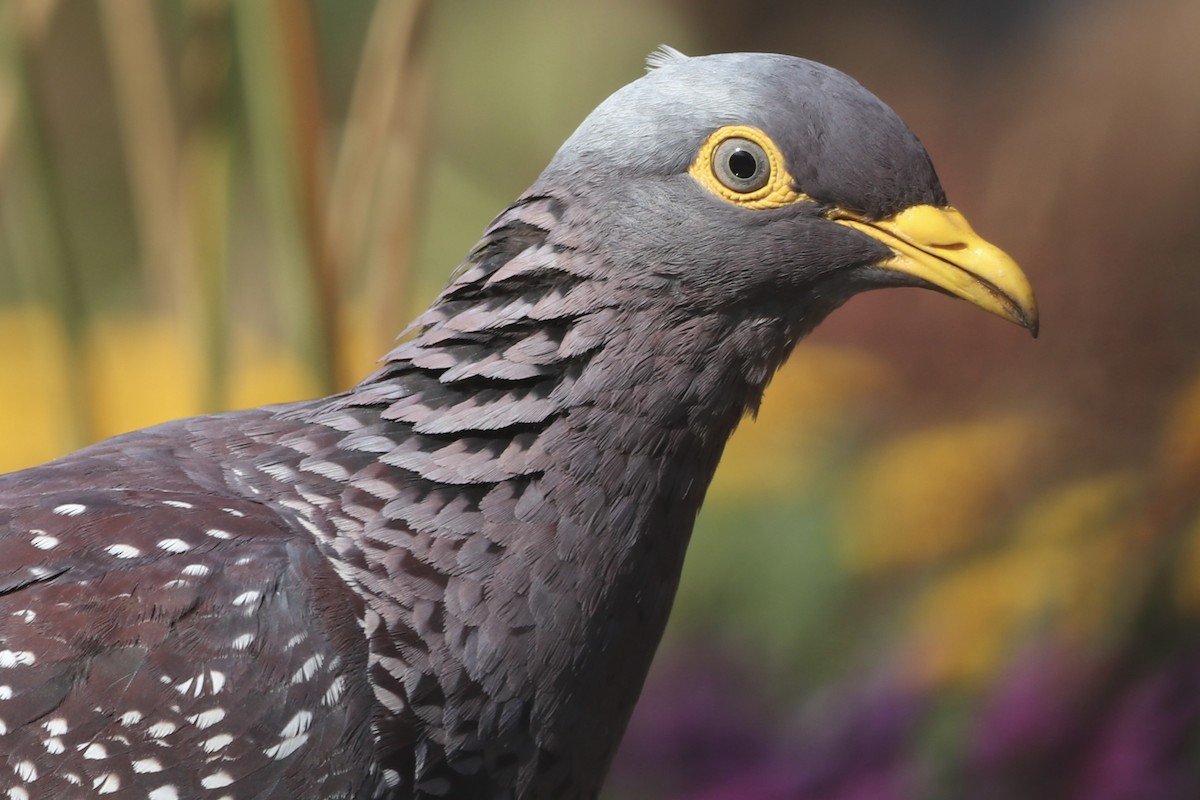 Rameron Pigeon - Sarah Rackowski