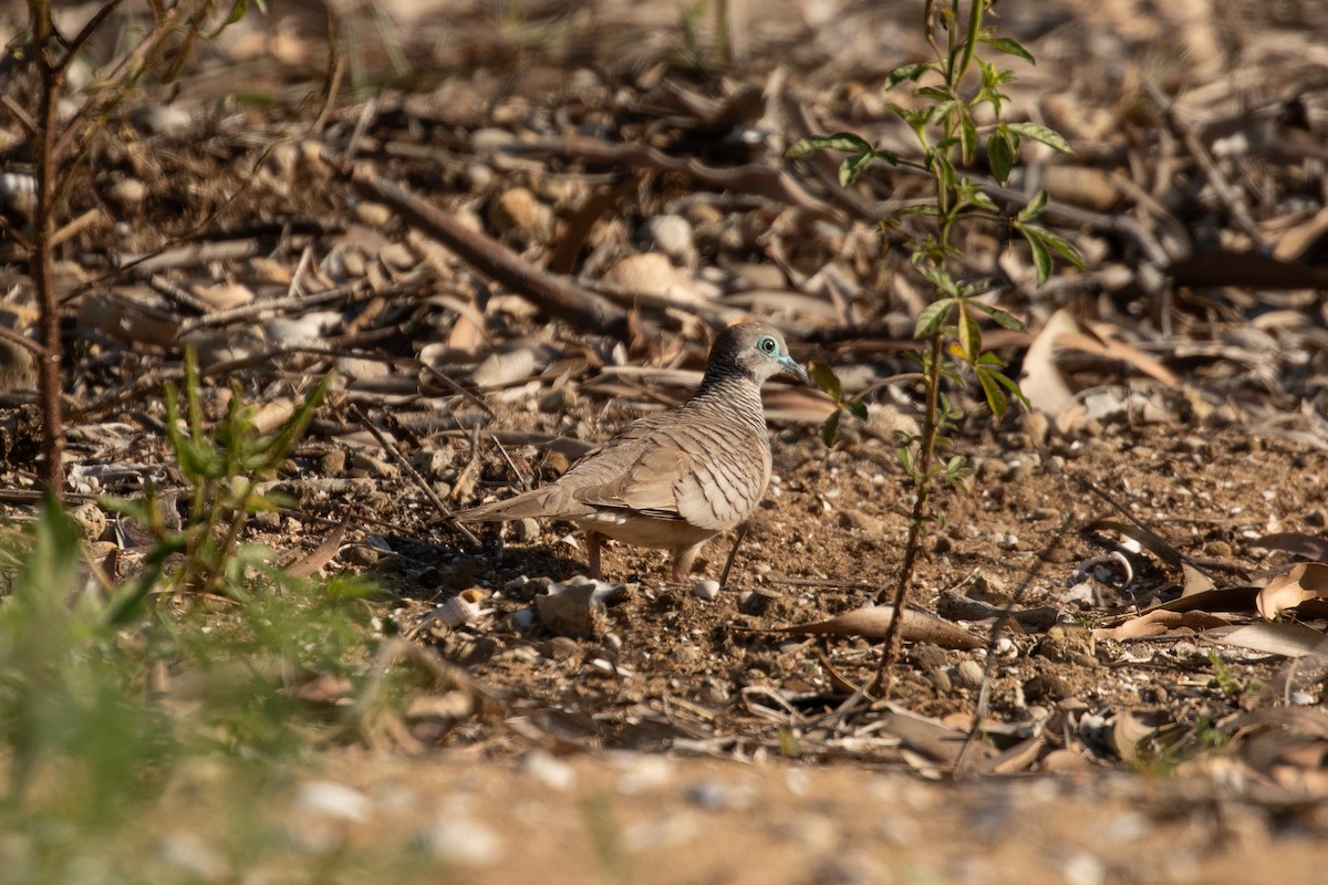 Peaceful Dove - ML622832038