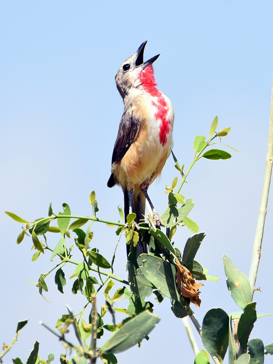 Rosy-patched Bushshrike - Arup Ghosh