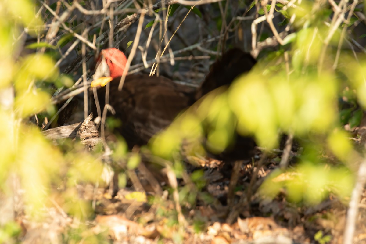 Australian Brushturkey - ML622832058