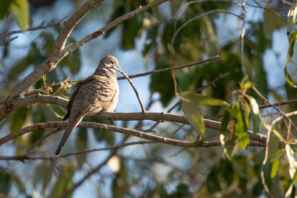 Peaceful Dove - ML622832060