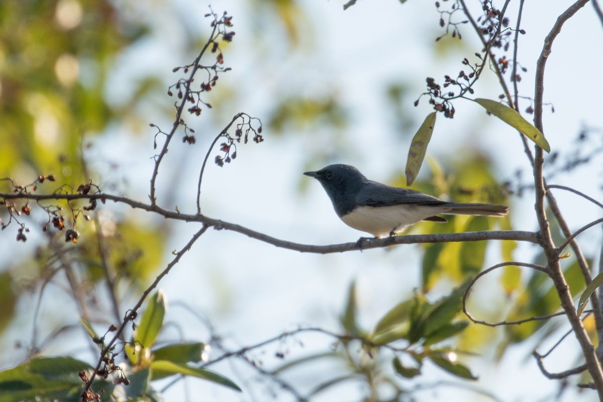 Leaden Flycatcher - ML622832061