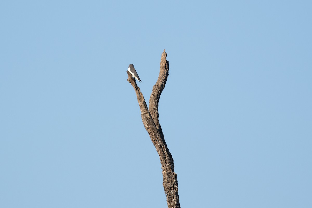 White-breasted Woodswallow - ML622832063