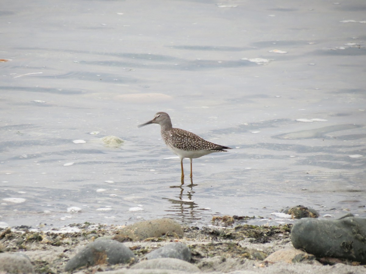 Greater Yellowlegs - ML622832077