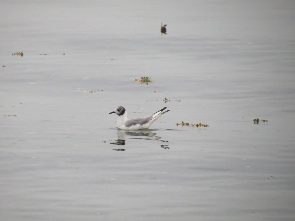 Bonaparte's Gull - ML622832078