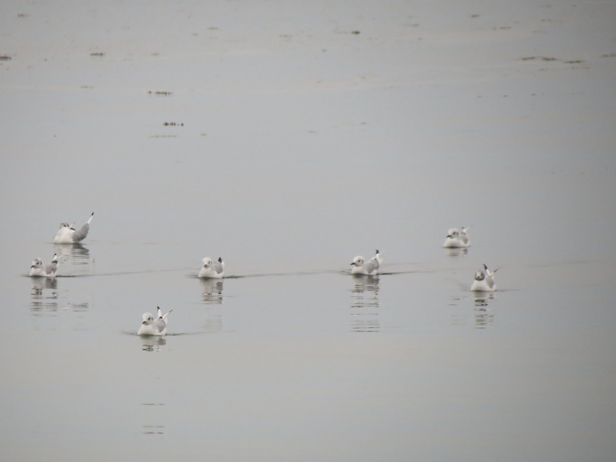 Bonaparte's Gull - ML622832083