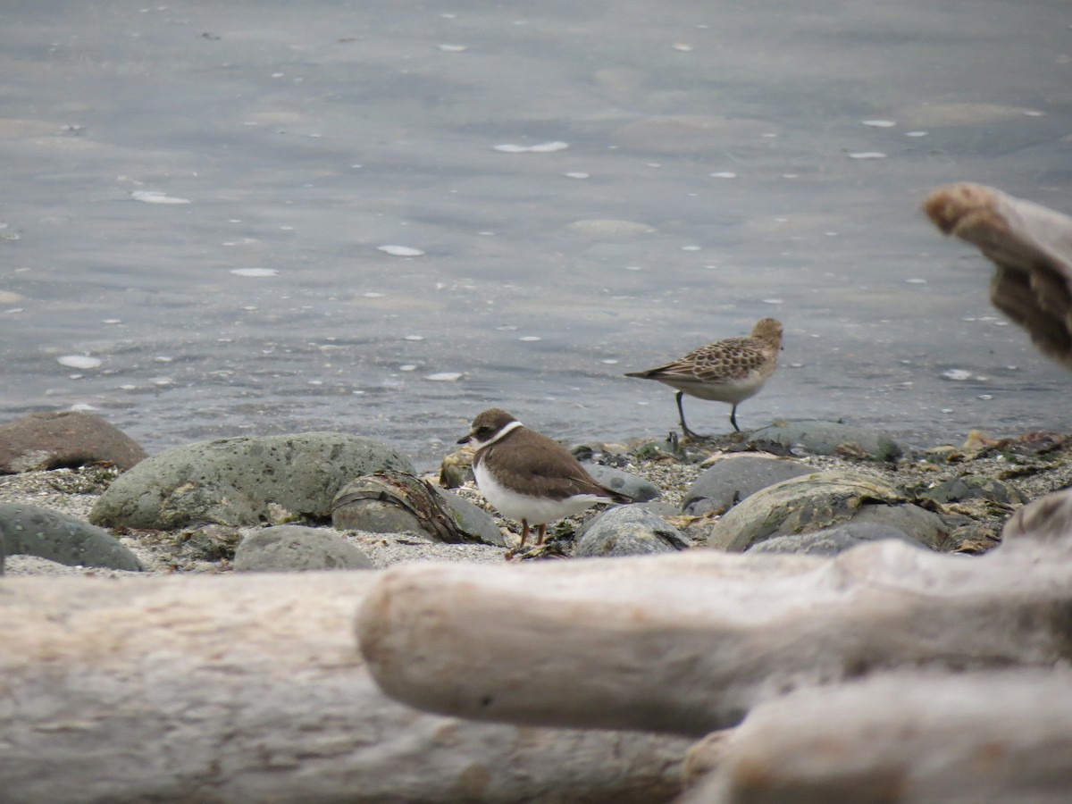 Semipalmated Plover - ML622832092