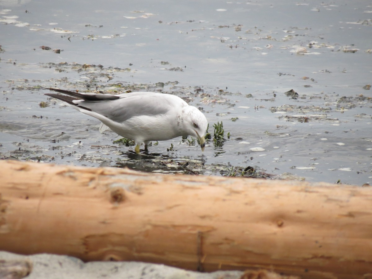 Ring-billed Gull - ML622832094