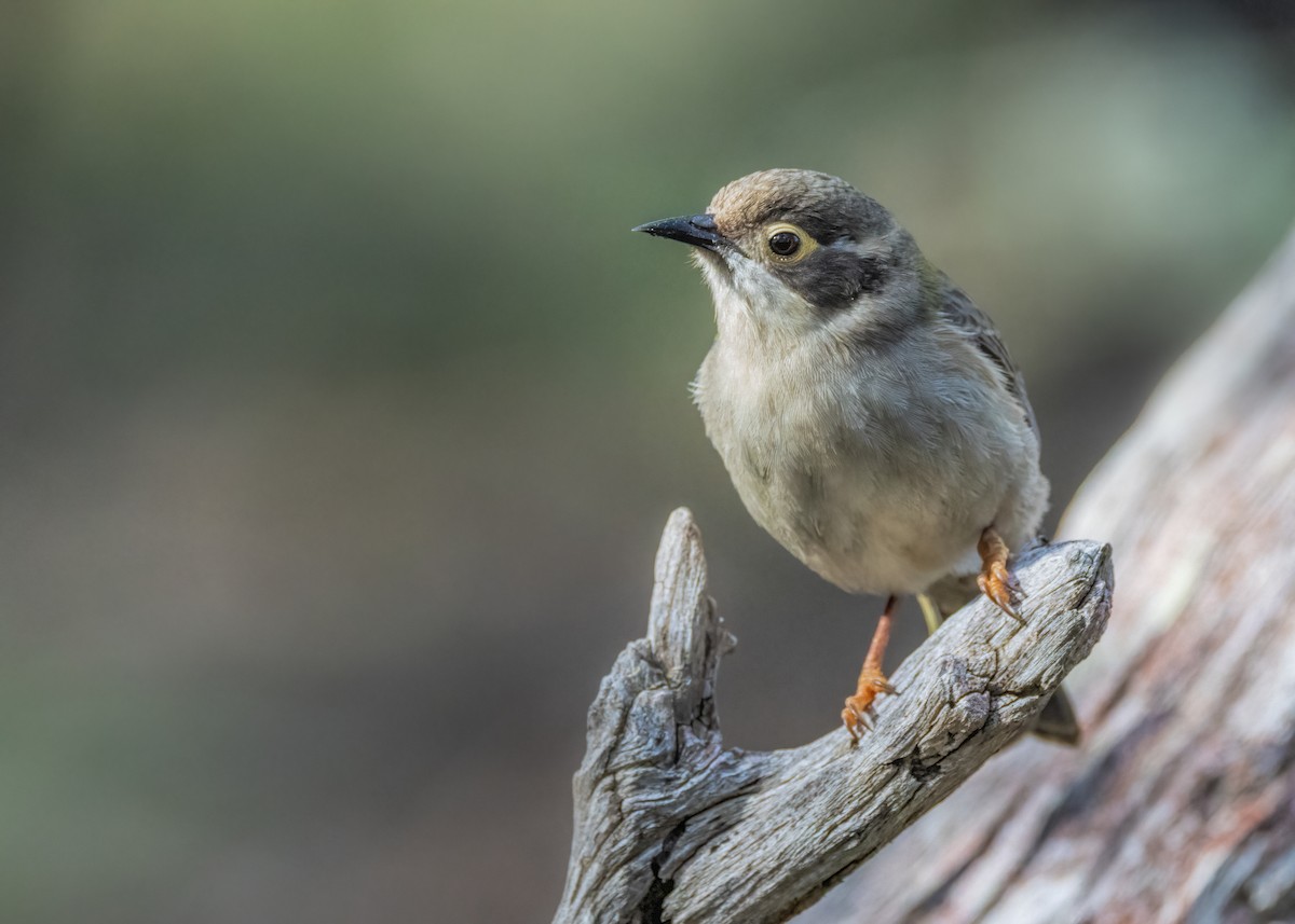 Brown-headed Honeyeater - Julie Clark