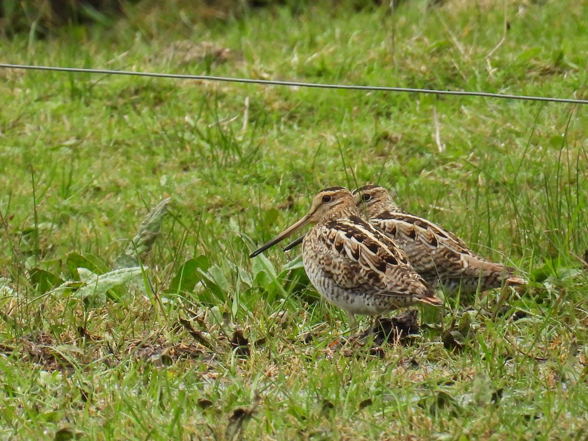 Latham's Snipe - ML622832167