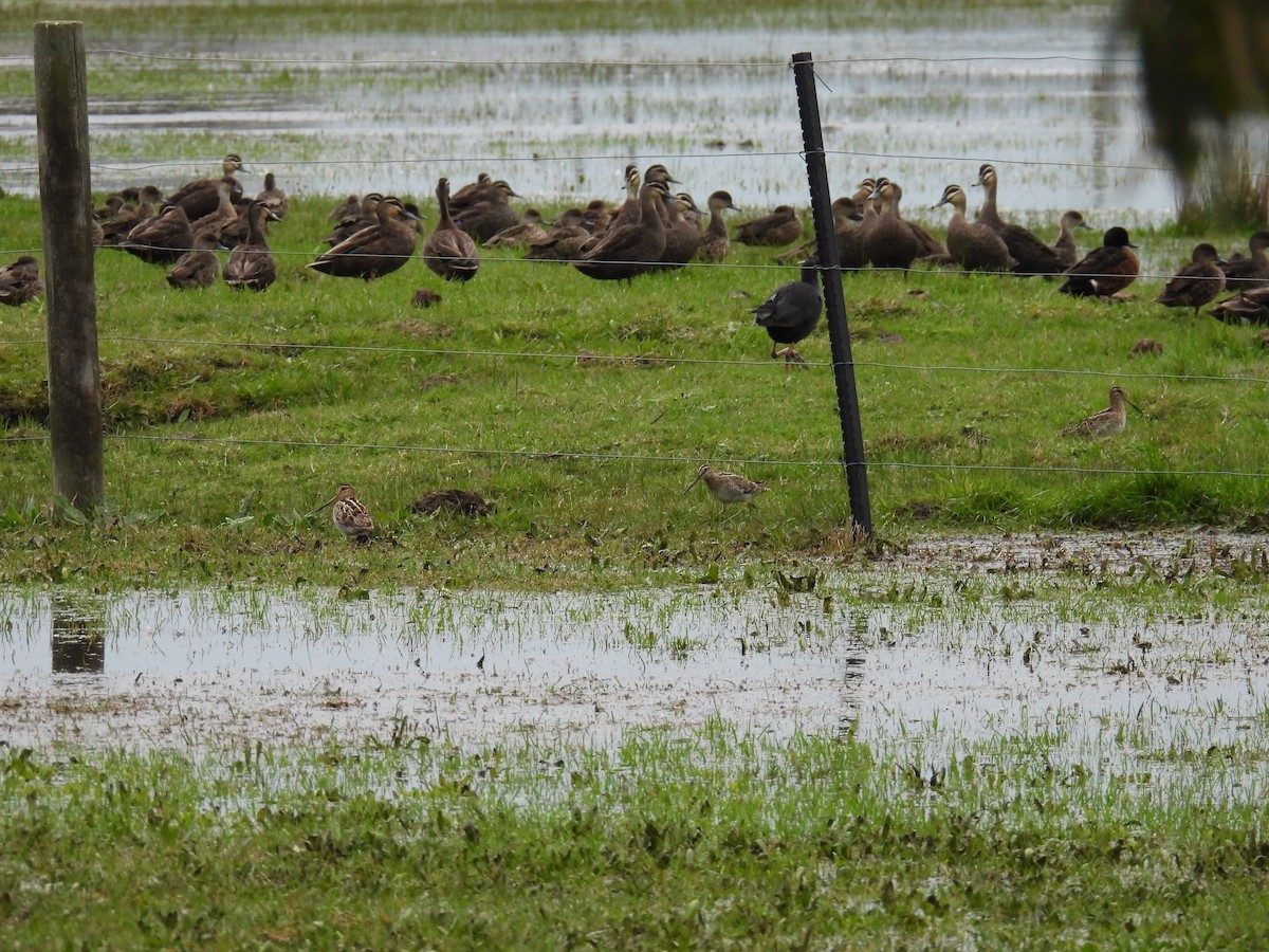 Latham's Snipe - ML622832168