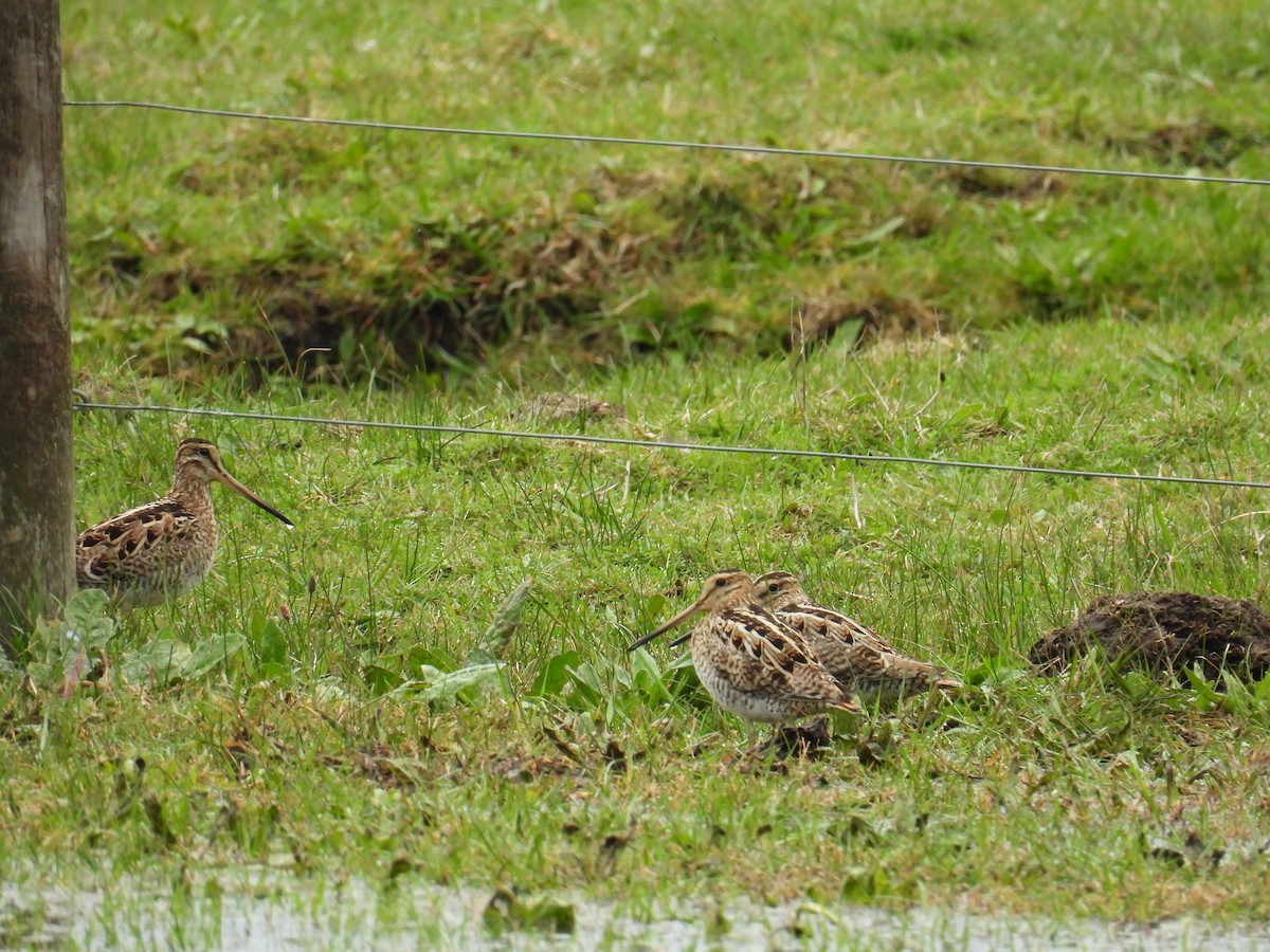 Latham's Snipe - ML622832169