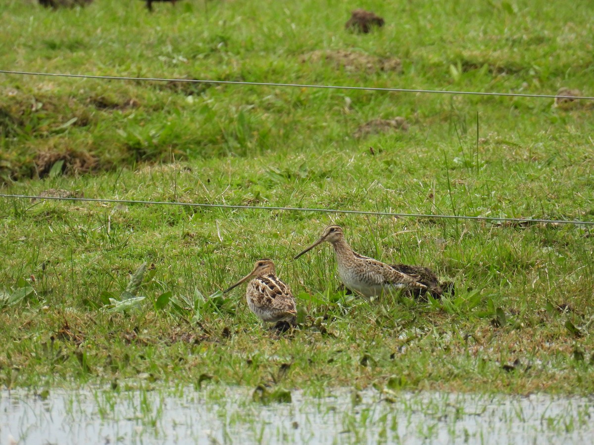 Latham's Snipe - ML622832170