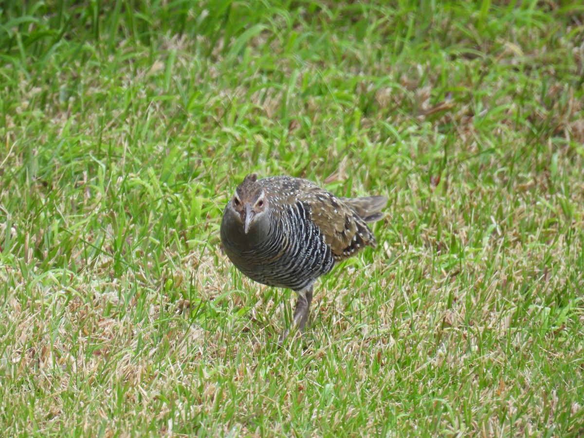 Buff-banded Rail - ML622832186