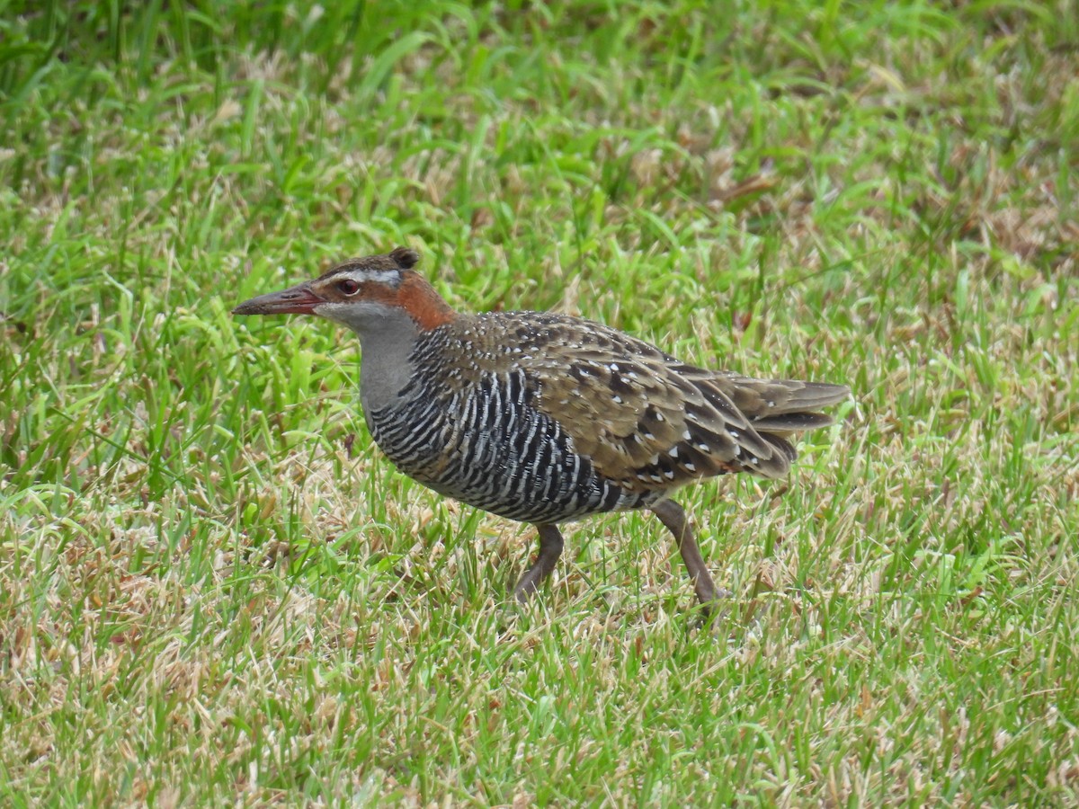 Buff-banded Rail - ML622832187