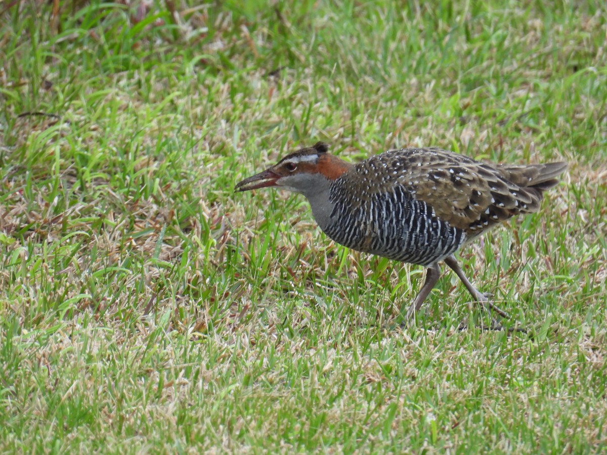 Buff-banded Rail - ML622832188