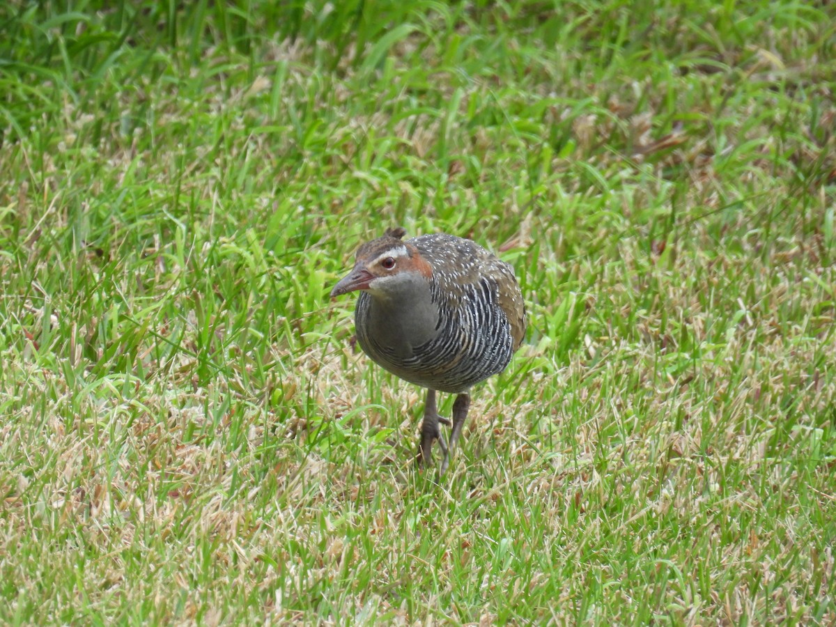 Buff-banded Rail - ML622832189