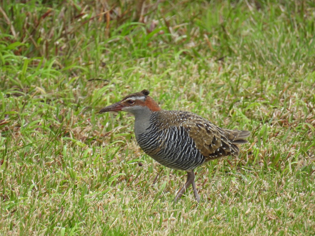 Buff-banded Rail - ML622832190