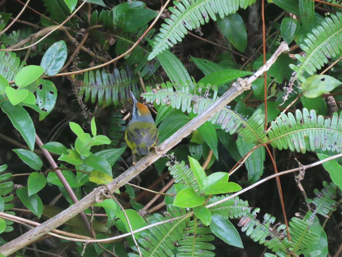 Mountain Tailorbird - ML622832254