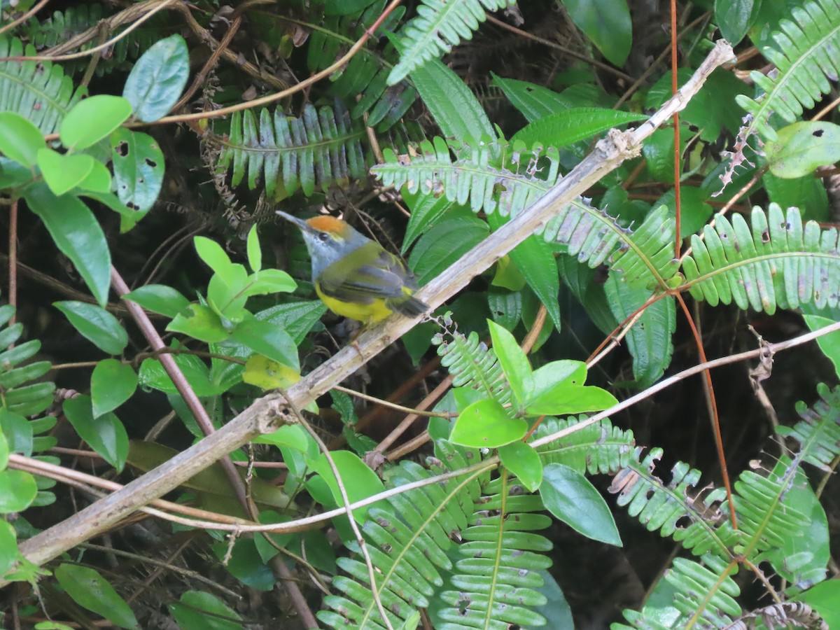 Mountain Tailorbird - ML622832255